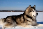 Alaskan malamute