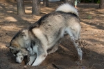 Alaskan malamute: caracteristicile rasei