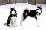 Alaskan malamute