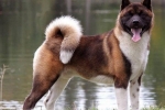 Akita american: caracteristicile rasei