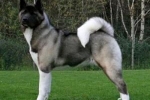 Akita american