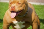 American bully - un temperament bun în corpul unui atlet