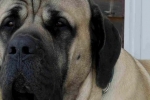 Mastiff-ul american este o rudă rară și tânără a mastiff-ului englez