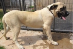 Mastiff american