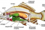 Anatomia peștilor - structura internă și externă a cordatelor