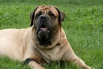 Mastiff englez