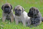 Mastiff englez