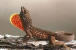 Anolis maro (anolis sagrei)