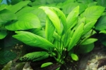 Anubias: întreținerea și reproducerea unei plante de acvariu