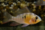 Apistograma fluture bolivian (mikrogeophagus altispinosus)