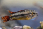 Cacatos apistogramă (apistogramma cacatuoides)