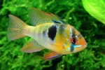 Apistograma ramirezi (mikrogeophagus ramirezi)