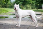 Dogo argentino: vânătorul gigant alb ca zăpada