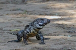 Tegu argentinian