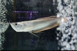 Arowana de argint (osteoglossum bicirrhosum)