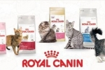 Sortiment și compoziție hrană pentru pisici royal canin