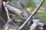 Agama de apă australiană (physignathus lesueurii)