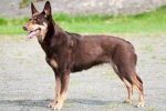 Australian kelpie: caracteristicile rasei