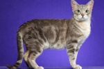 Australian mist sau australian mist cat