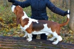 Basset hound: descrierea rasei, caracteristicile de îngrijire