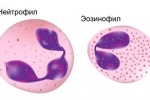 Teste biochimice și clinice de sânge la câini