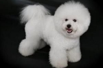 Bichon frise