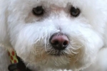 Bichon frise: jucărie un câine francez grațios