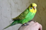 Boli de budgerigar