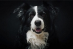 Border collie: descrierea rasei