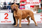 Dogue de bordeaux: caracteristicile rasei