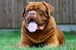 Dogue de bordeaux. Caracteristicile rasei și standardele de păstrare