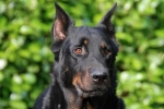 Beauceron