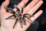 Brachypelma albopilosum: întreținerea păianjenului brachipelma albopilosum