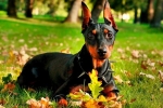 Galant militant german pinscher