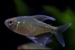 Diamond tetra (moenkhasia pittieri)