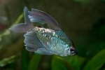 Diamond tetra