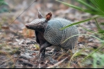 Armadillos (lat. Cingulata)