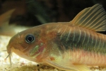 Coridor de bronz (corydoras aeneus)