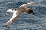 Petrel (procellariidae)