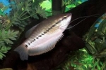 Gourami maro