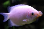 Sărut gourami (helostoma temminkii)