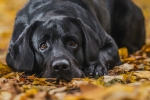 Labrador negru