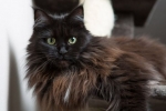 Maine coon negru