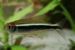 Neon negru (hyphessobrycon herbertaxelrodi)