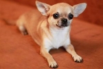 Descrierea rasei chihuahua, caracteristicile caracterului ei