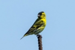 Siskin-pasăre - aspect, habitat, reguli de păstrare acasă