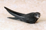 Swift negru (apus apus)