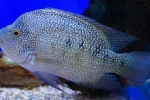 Cichlazoma de diamant (herichthys cyanoguttatus)