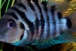 Cichlid zebră sau ciclid cu dungi negre