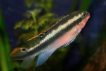 Papagalii ciclide (pelvicachromis pulcher)